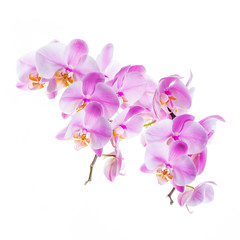 Fototapeta na wymiar Orchid Flowers Isolated on White Background with Copy Space. Selective focus.