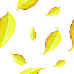 Obraz premium Seamless autumn pattern, autumn leaf fall, yellowed leaves, colored pencil drawing on paper