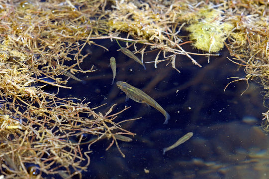 Gambusen / Moskitofisch (Gambusia sp. / Gambusia cf. holbrooki) zur Bek&auml;mpfung von Moskito-Larven, Griechenland - mosquitofish for the control of mosquito larvae in Greece
