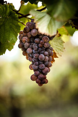 Fototapeta premium Grapes before harvest 
