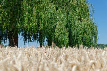 Trauerweide im Weizenfeld