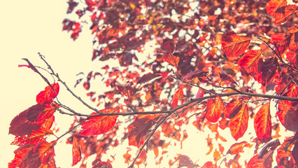 Autumn colorful bright leaves swinging in a tree in autumnal Park. Autumn colorful background, fall backdrop. Backlit. Beautiful nature scene. Autumnal park. Wide screen backdrop. Selective focus.