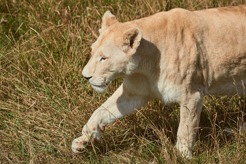 Big lioness walking in the savannah. Wild animal in the natural habitat.