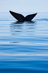 Fototapeta premium Ballena franca austral o meridional (Euabalaena australis),, Peninsula Valdes, Patagonia, Argentina
