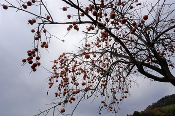 無関心に取り残された多数の柿たち
