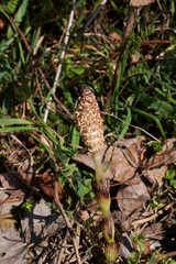 Equisetum telmateia
