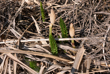Equisetum telmateia