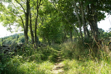 Chemin forestier en Haute-Loire