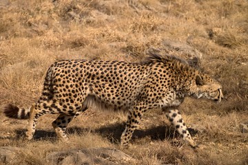 A cheetah (Acinonyx jubatus) in South Africa