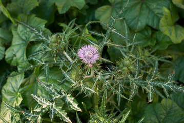 Galactites tomentosa
