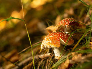 Fly Amanita mushroom in autumn light in the forest in fall.