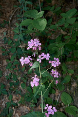 Lunaria annua