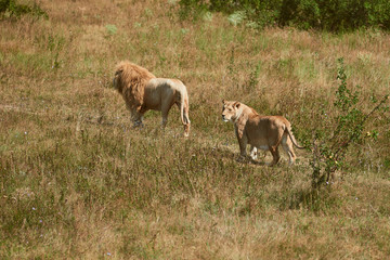 Two adult lions walking in the savannah. Wild animals in the natural habitat.