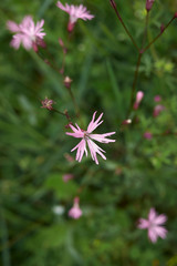 Lychnis flos-cuculi