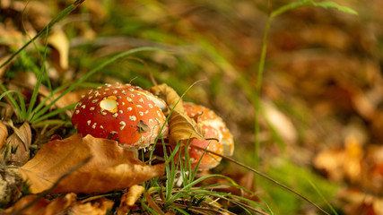 Fly Amanita mushroom in autumn light in the forest in fall.