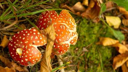 Fly Amanita mushroom in autumn light in the forest in fall.