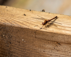 Dragonfly