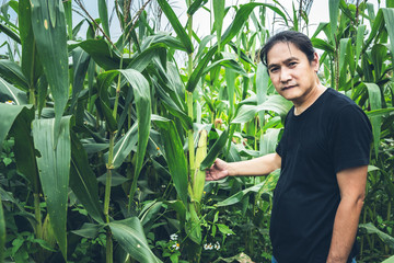 Middle-aged Asian male farmer Inspecting the produce, the corn that is growing on his field, concept to Agriclulture and products.