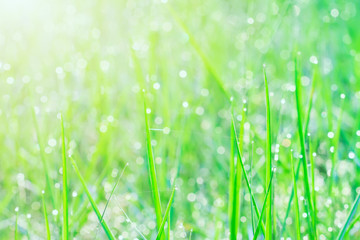 Raindrop on green grass field with sunlight in the morning. Fresh and pure nature background.