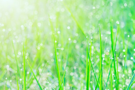 Raindrop on green grass field with sunlight in the morning. Fresh and pure nature background. © tawanlubfah