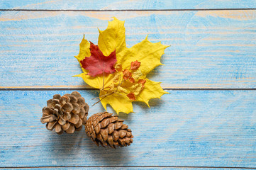 red and yellow dry autumn maple leaves, autumn twig and two pine cones on a blue wooden background