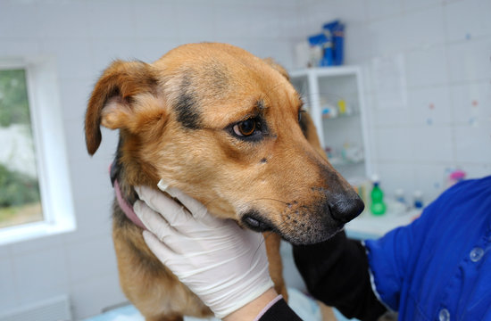 At the veterinary office. Veterinarian&rsquo;s hand in a glove holding dog to vet it