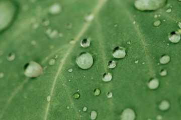 Drops of transparent rain water on a green leaf close up. Beautiful nature background.