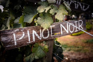 wooden sign of Pinot Noir in vineyard