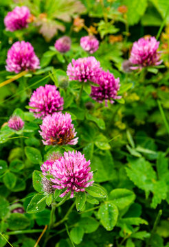 Trifolium pratense flower with characteristics of an alpine habitat.
