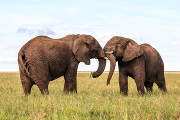 Naklejka na ściany i meble Elephant bulls fighting on the plains of the Serengeti National Park in the wet green season in Tanzania