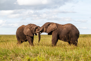 Elephant bulls fighting on the plains of the Serengeti National Park in the wet green season in Tanzania
