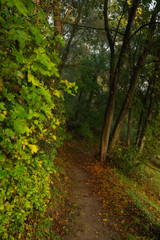 Fototapeta na wymiar Forest trail in autumn scenery