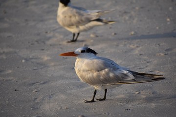 Royal tern bird on the beach