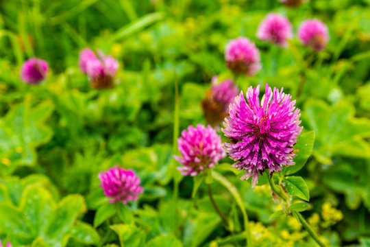 Beautiful pink-red color clover flowers - Trifolium pratense.
