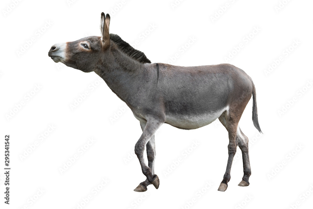 Poster  donkey isolated on white background