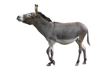 Tuinposter  donkey isolated on white background © fotomaster
