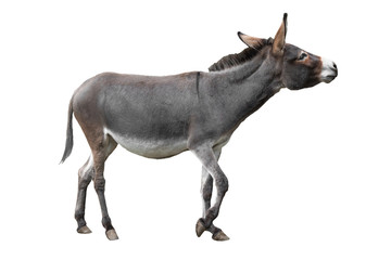  donkey isolated on white background - obrazy, fototapety, plakaty