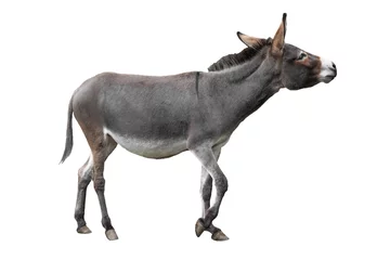 Foto op Plexiglas  donkey isolated on white background © fotomaster