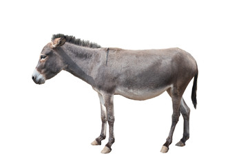  donkey isolated on white background