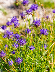 Blooming flowers (Phyteuma orbiculare) belonging to the Campanulaceae family.