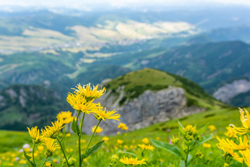 Doronicum austriacum Jacq. blooming flowers plants on the slope in the mountains. © gubernat