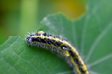 Bruco della farfalla (Green-Venied  White)