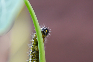 Bruco della farfalla (Green-Venied  White)