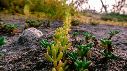 El Pequeño cesped del isla cabrito