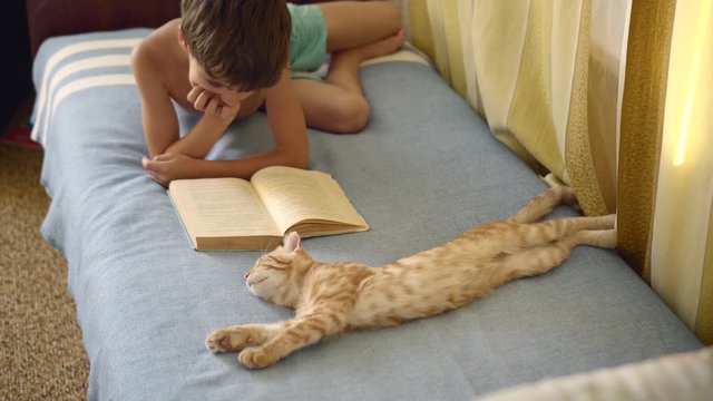 boy in blue shorts reads a book lying on the bed near a ginger Scottish Fold Cat