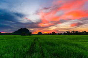 Fototapeta premium green field rice with sunset and twilight sky