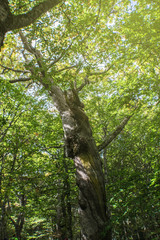 Fototapeta na wymiar oak trunk looking for light in the forest