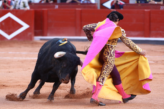 Toro y torero en la plaza