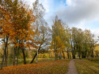 autumn landscape in the park, leaves fallen to the ground, tree silhouettes