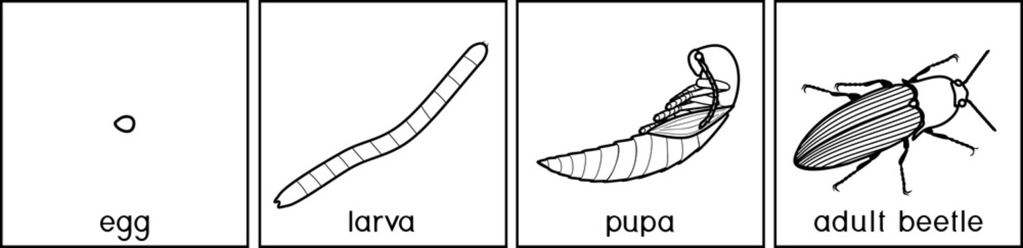 Coloring page. Life cycle of Click beetle (wireworm). Sequence of stages of development of Click beetle from egg and larva (wireworm) to adult beetle